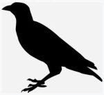 raven-silhouette-free-use-300x276